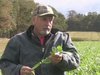 Brassica Food Plot Update