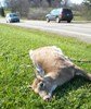 Do Roadkills Effect Your Hunting Area?