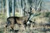 Curiosity Deer Scent