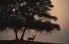 Choosing a Hunting Partner