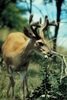 Facts About Antler Growth