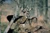 Conservation Groups Adopt Boone and Crockett